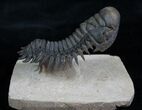 Flying Crotalocephalina Trilobite - Wow! #3919-7